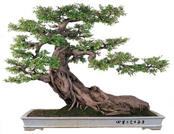 Bonsai trees
