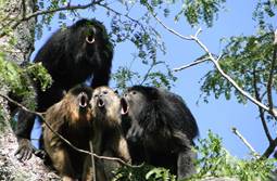 Giọng càng to, tinh trùng càng ít