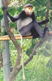 Các loài voọc quư hiếm ở Việt Nam - Ảnh 1