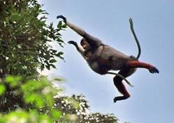 Lên núi Sơn Trà ngắm “Nữ hoàng của loài linh trưởng”