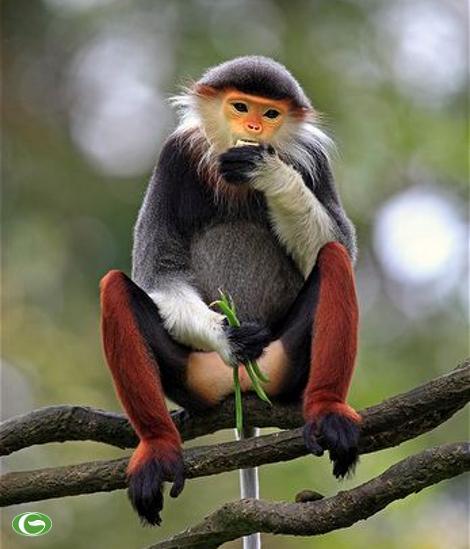 Chúng là một trong số ít các loài khỉ trên thế giới có màu sắc khá rực rỡ.