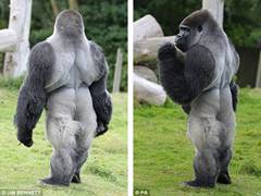 Kỳ lạ tinh tinh đi lại như người