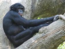 Bonobo cincyzoo.jpg