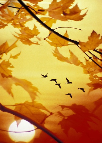 Geese migrating in autumn framed by fall leaves in sunset